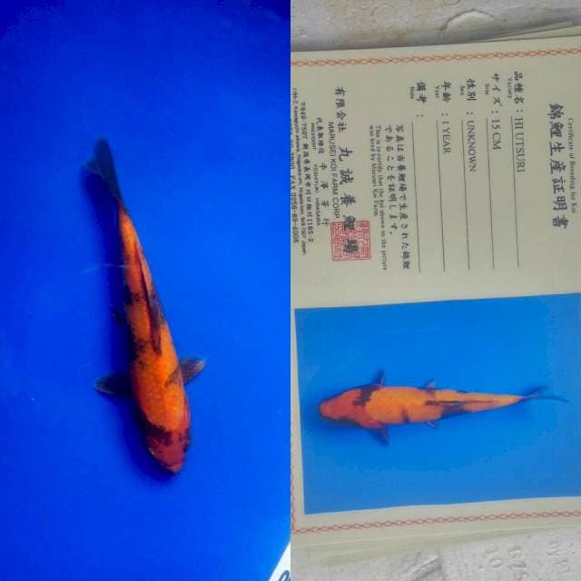 Hi utsuri import marusei