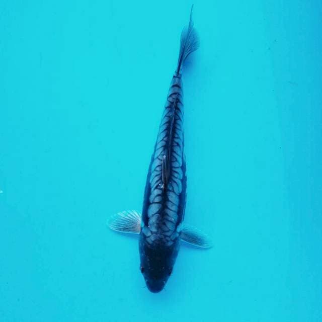 A. Karasu Aragoke #34cm