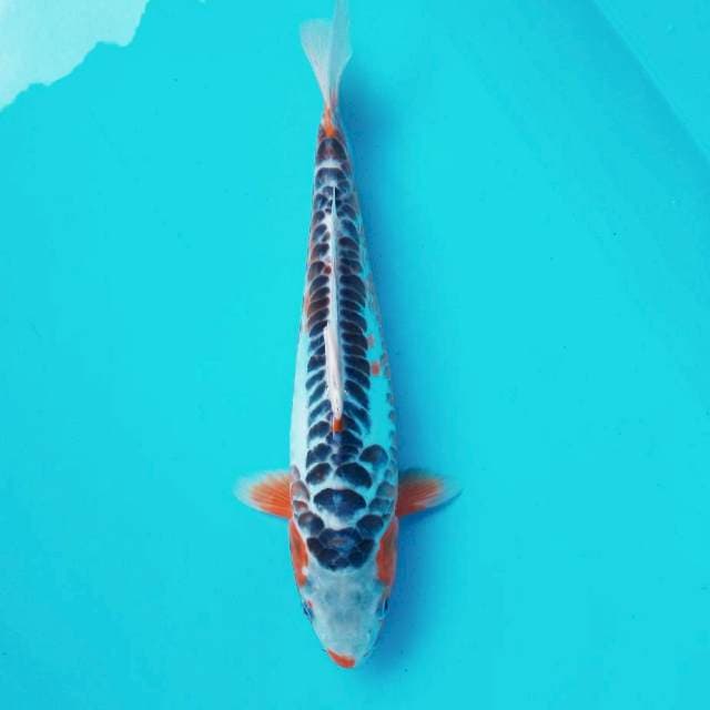 4. Shusui Matsunaga #32cm