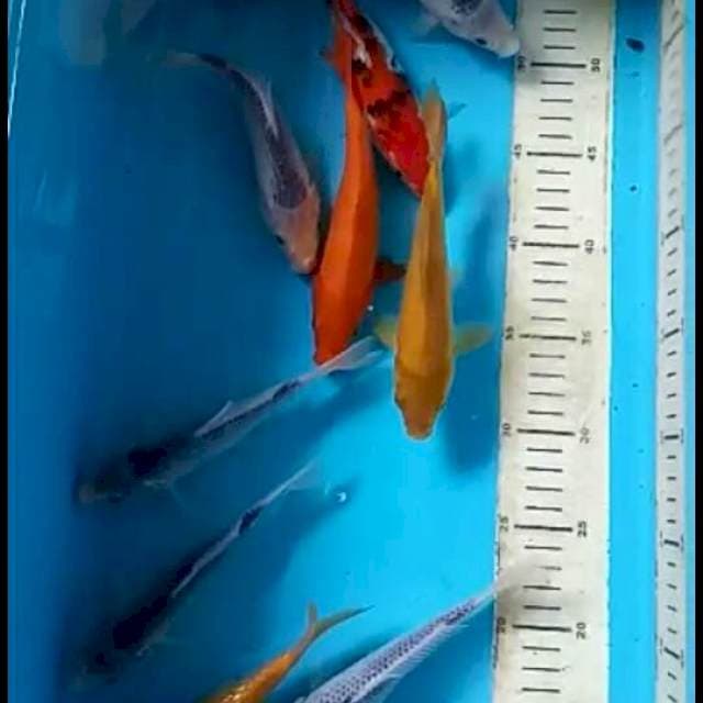 Mix koi 10 ekor
