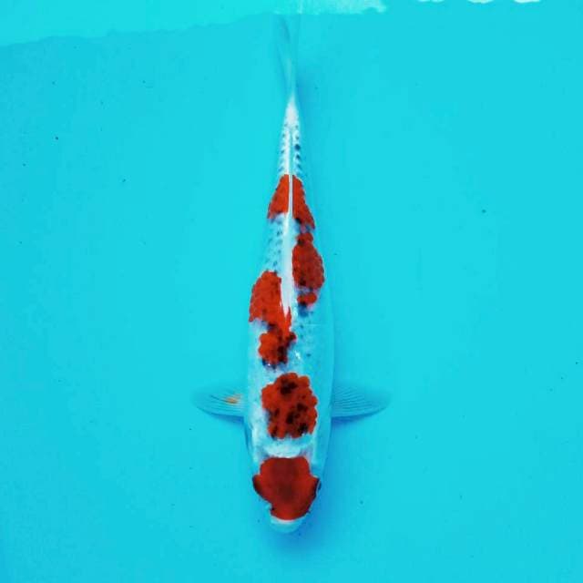 8. Maruten #30cm