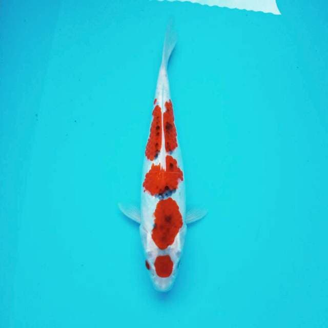 9. Ai Goromo #30cm