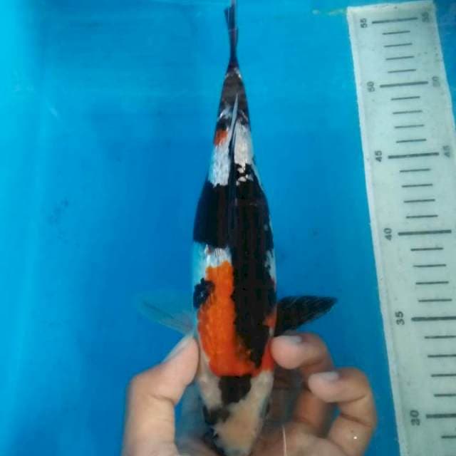 Showa ginrin 27cm