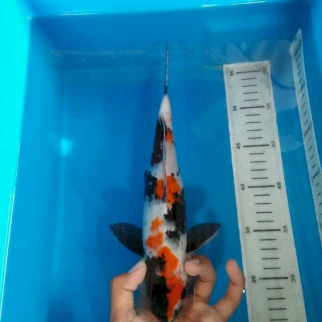 Showa 28cm