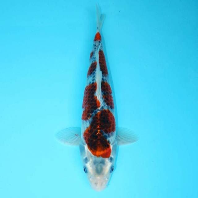 GOSHIKI 25 CM