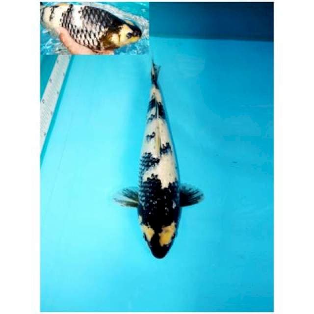 SHIRO GINRIN POLA PETIR 41 CM