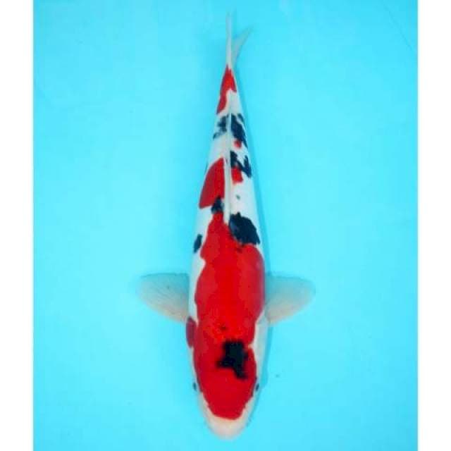 DOITSU MURNI MALE STRONG RED 31 CM