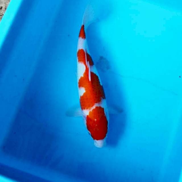 NJK - KOHAKU ORI