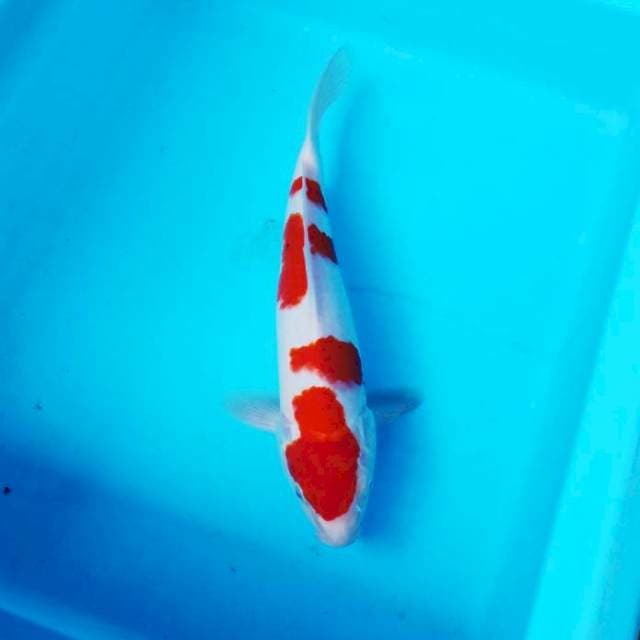 NJK - YONDAN KOHAKU