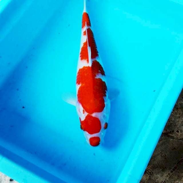 NJK - MARUTEN KOHAKU