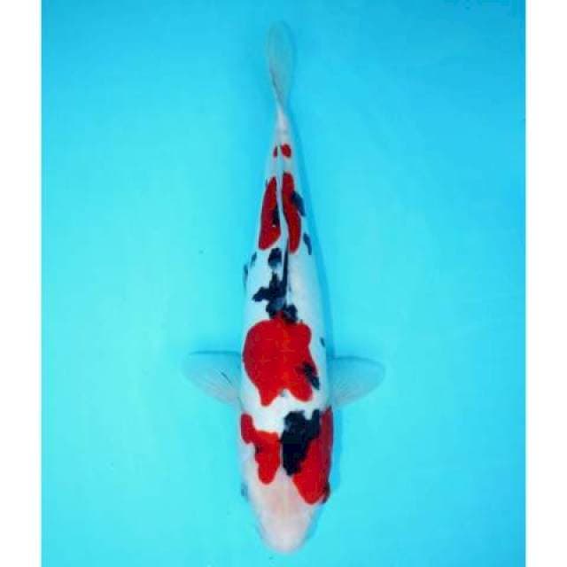 DOITSU STRONG RED 35 CM