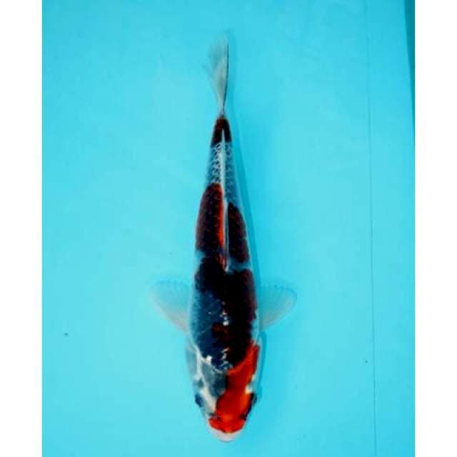 GOSHIKI 26 CM