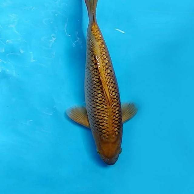 B. DAMARKOI ( CHAGOI TEMBAGA GIN RIN QUALITY )