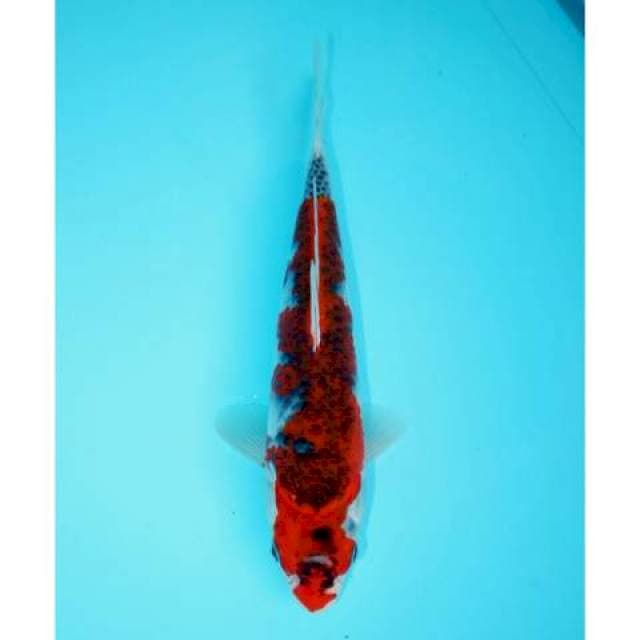 GOSHIKI 24 CM