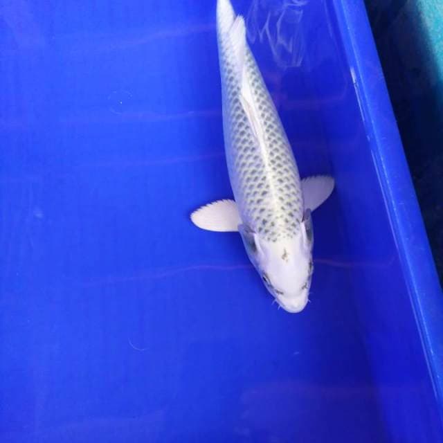 Matsuba 38cm i know what you like
