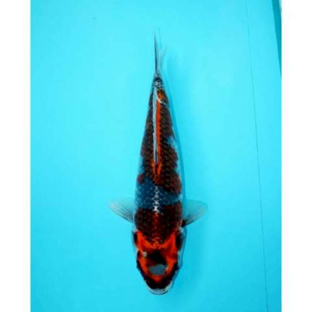 GOSHIKI 27 CM