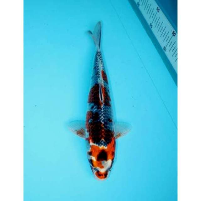 SANDAN GOSHIKI 25 CM