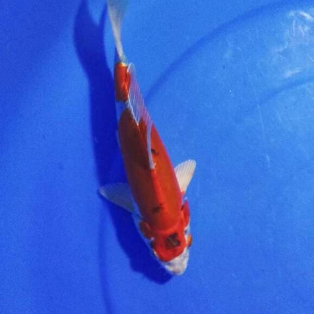 Hikarimoyomono