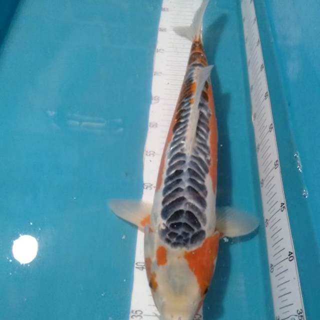 SHUSUI,,49CM