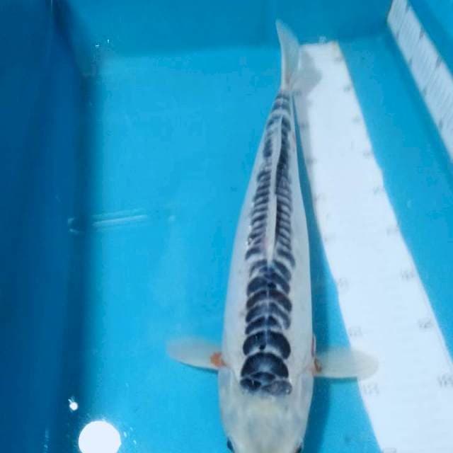 SHUSUI,,48CM