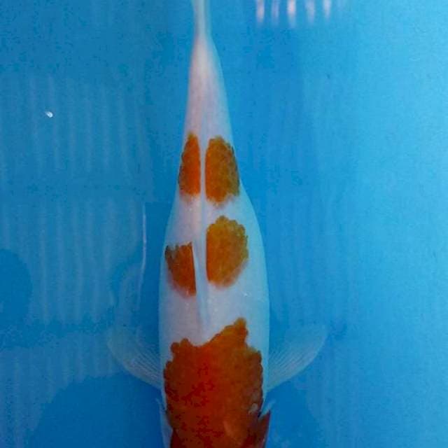 Kohaku step