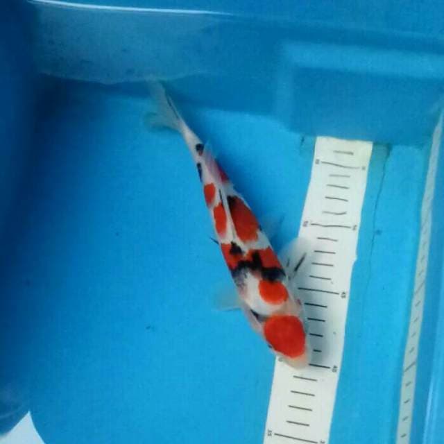 Maruten Sanke 24 cm