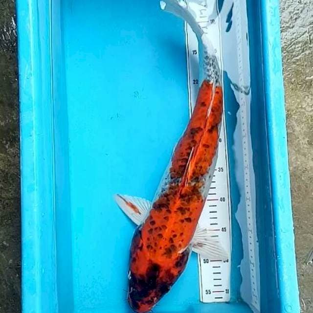 Jumbo 55cm