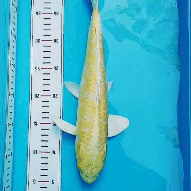 Yamabuki blink2 35cm