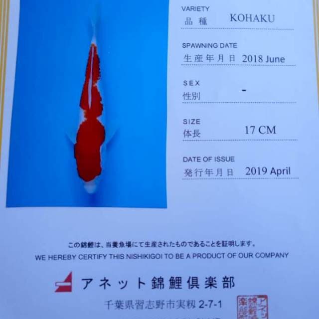 Kohaku import anetto farm