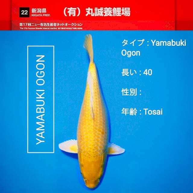 F1~Yamabuki (mata merah)