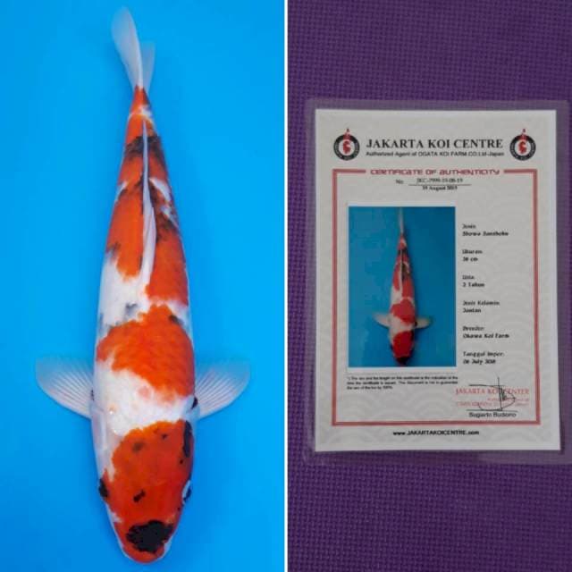 Showa okawa sertifikat