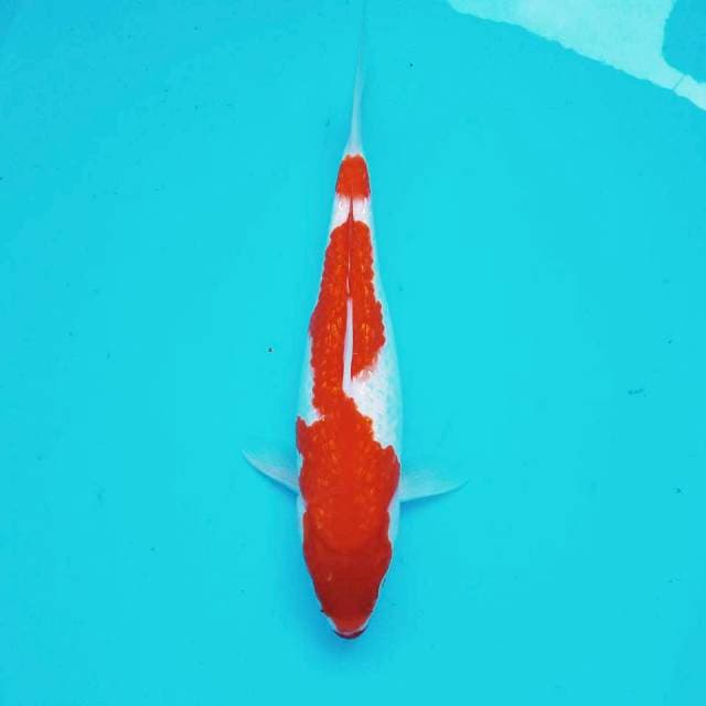 8. Kohaku Ginrin || 29 cm