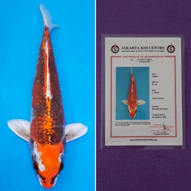 Kujaku ikarashi sertifikat