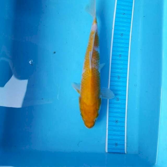 Hariwake