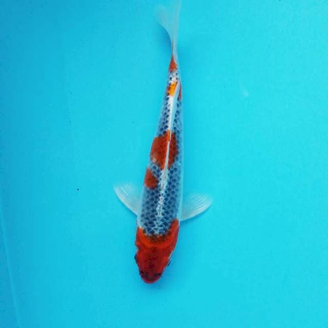 C. Goshiki Blue #27cm