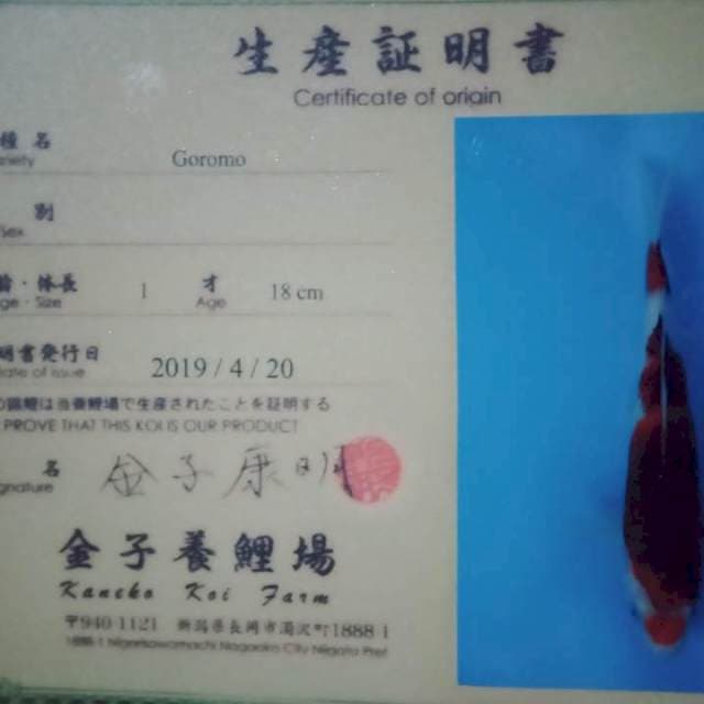 Goromo import 22cm kaneko serti