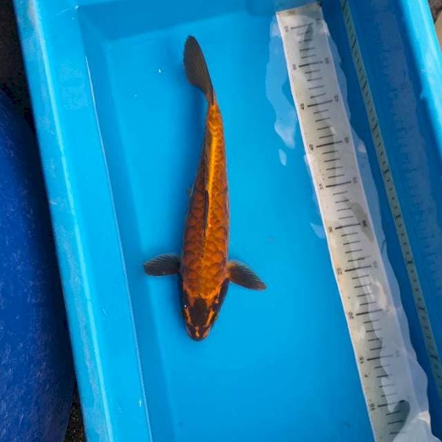 Kikoriyu sisik naga