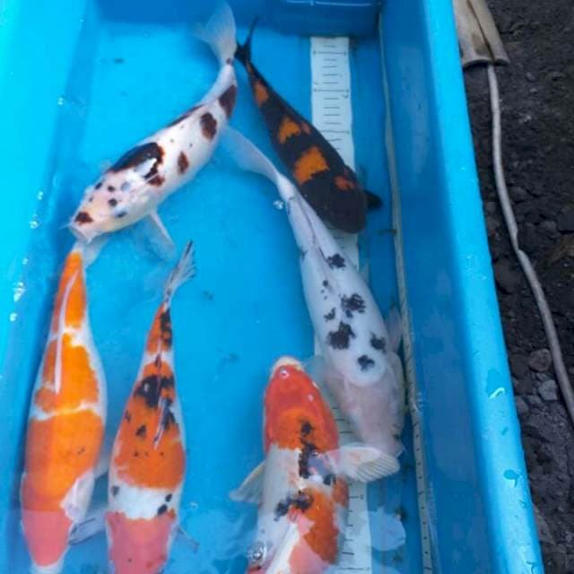 Mix 26-33cm