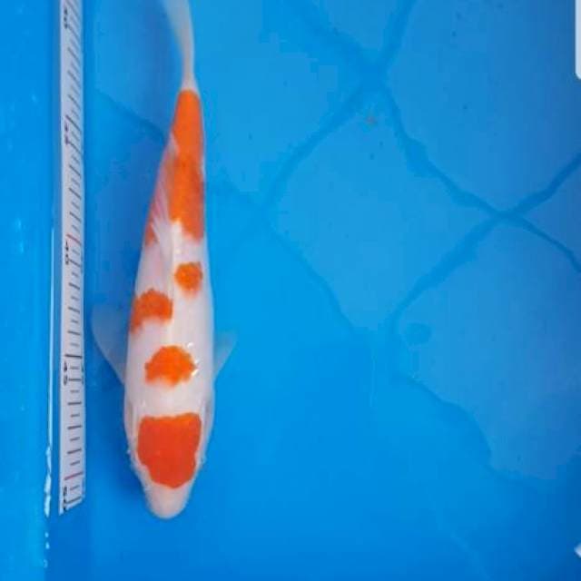Kohaku F1 (sakai)