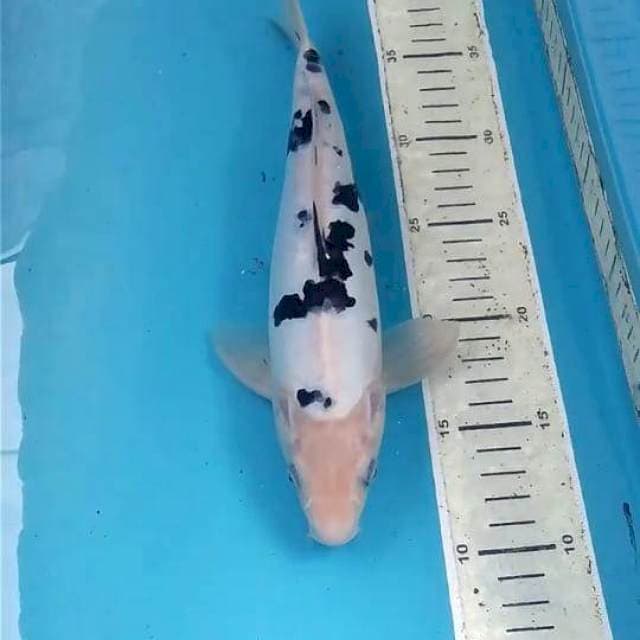 Doitsu Bekko 28 cm