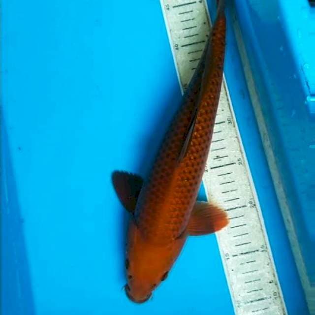 Cagoi 38cm