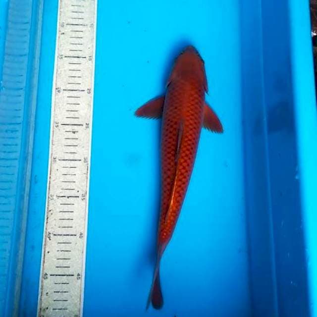 Cagoi 35 cm