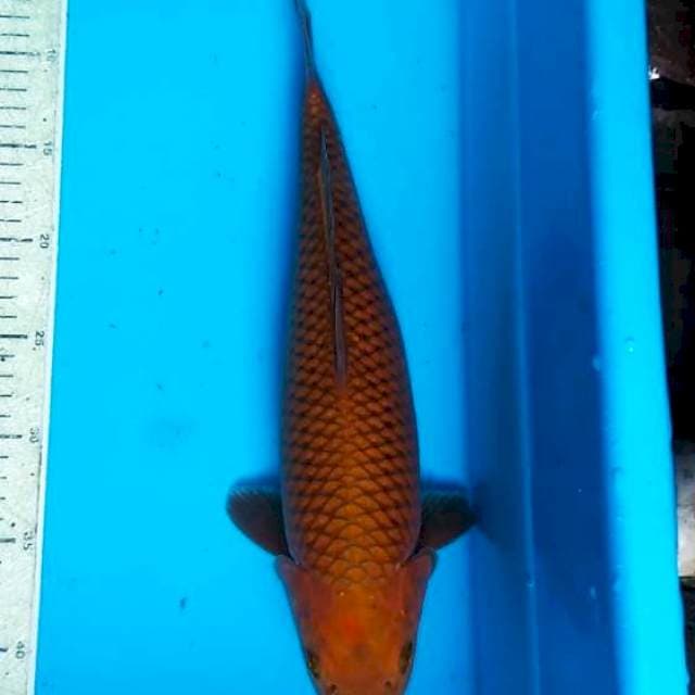 Cagoi 38cm