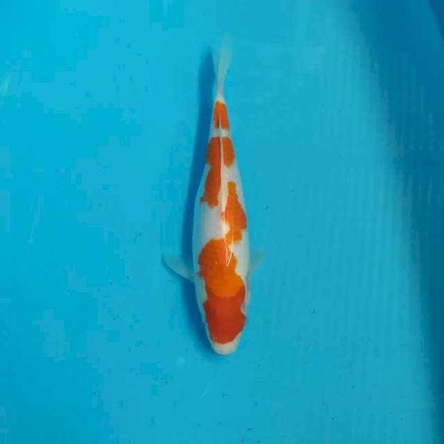 Inazuma 29 cm