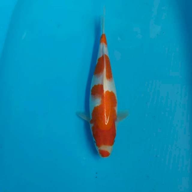Kohaku 32 cm
