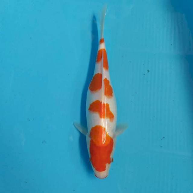 Kohaku 30 cm