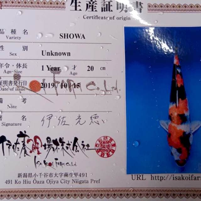 Showa isa farm import