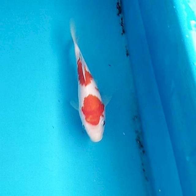 Kohaku 2 step