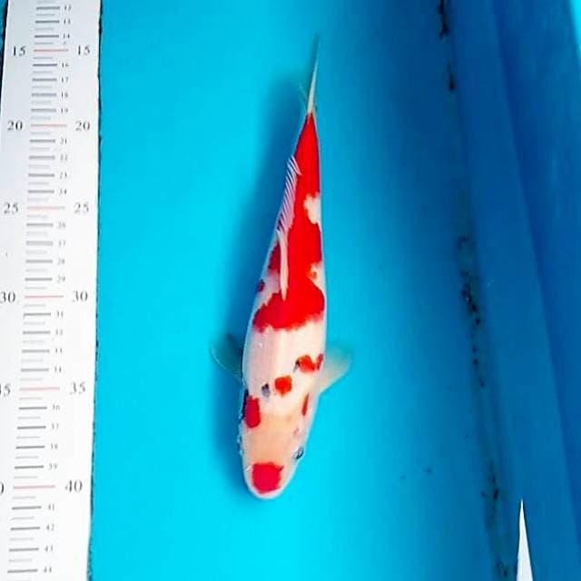 Showa tategoi Red