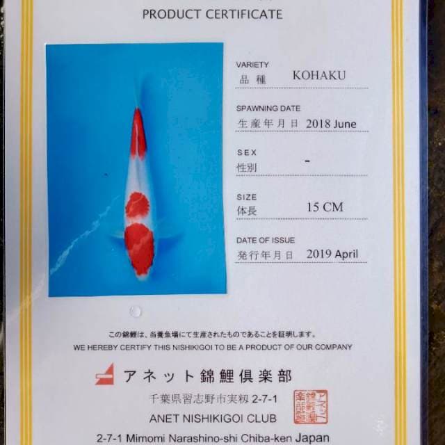 Kohaku import anetto